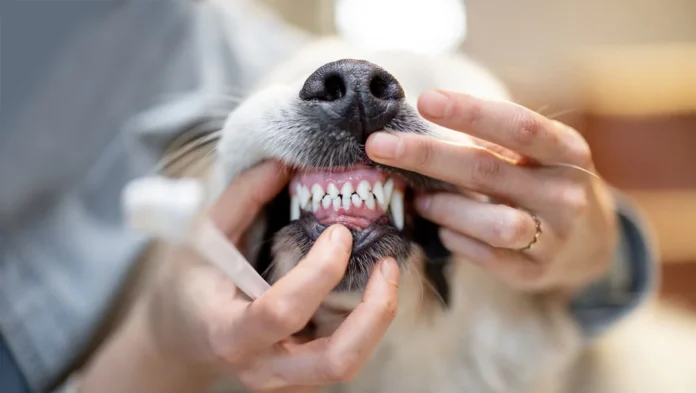 Teeth Cleaning Safe for Dogs