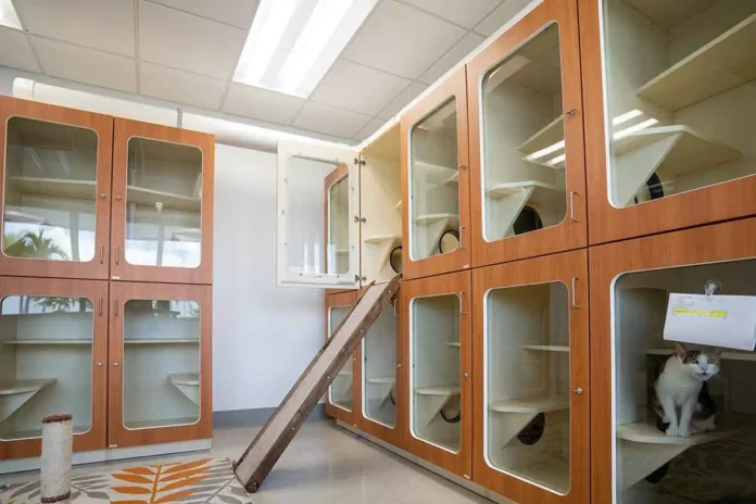 Cat Boarding Services