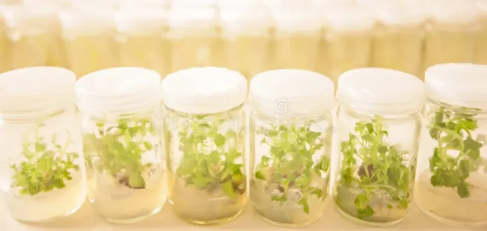 Tissue Culture Plants