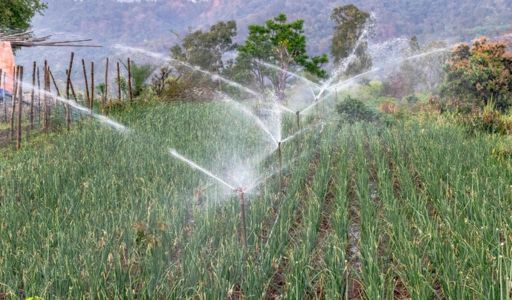 drip irrigation