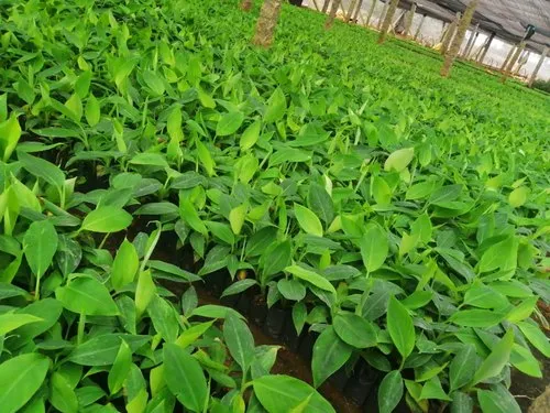 China Tissue Culture